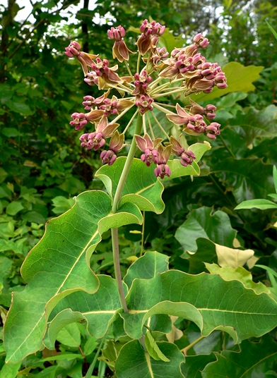 {Asclepias amplexicaulis}